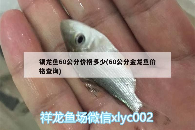 0公分銀龍魚與金龍魚價(jià)格大揭秘，市場(chǎng)