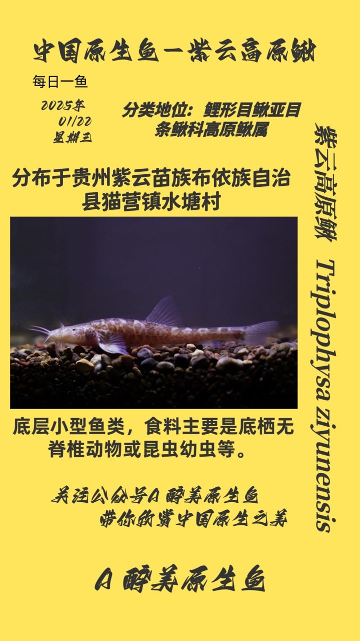 云高原鰍，高原水域的獨特精靈與 云高原鰍，高原水域的獨特精靈與 龍魚論壇