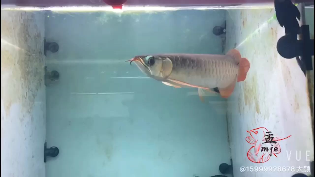 島觀賞魚(yú)市場(chǎng)孟吉爾，小孟炮彈