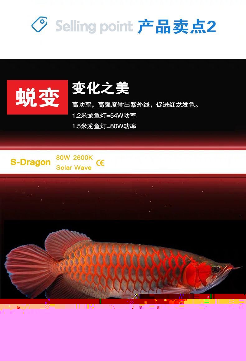 57萬和興龍魚——劃水 57萬和興龍魚——劃水 和興紅龍 第2張