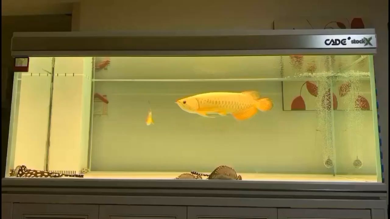 57萬和興龍魚——劃水 57萬和興龍魚——劃水 和興紅龍 第3張