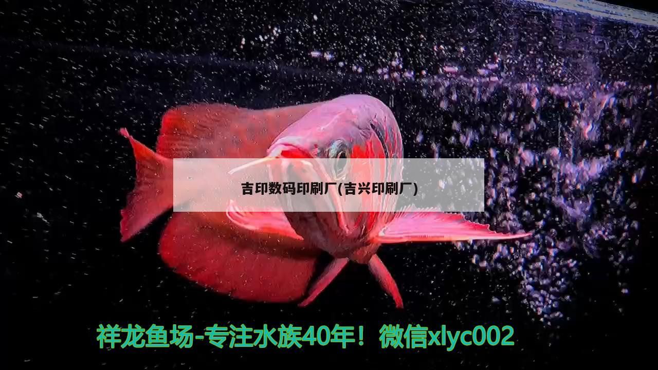 吉印數碼印刷廠(吉興印刷廠) 吉印數碼印刷廠(吉興印刷廠) 吉印水族