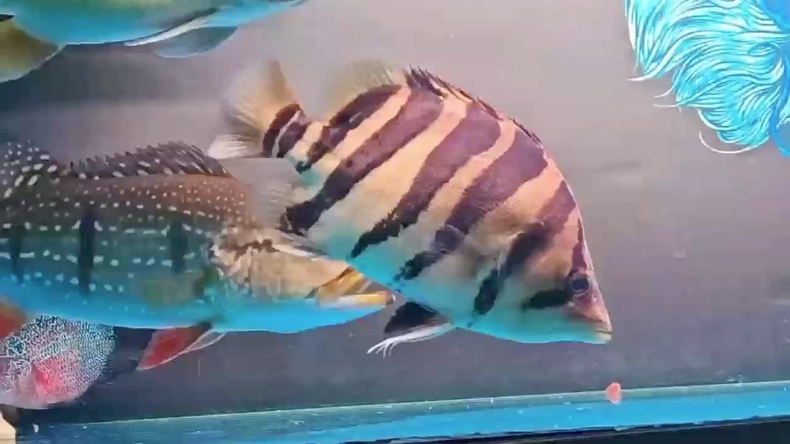 多虎