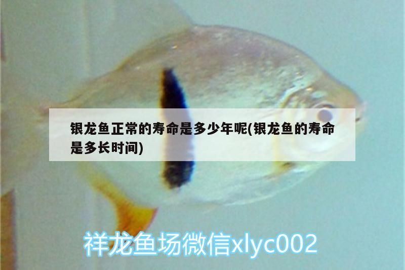 銀龍魚正常的壽命是多少年呢(銀龍魚的壽命是多長時間)