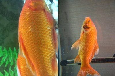 馬來西亞與印尼的關系：印尼與馬來西亞龍魚，同宗同源下的細微差異