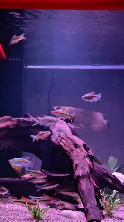 深夜打卡 ，小夜燈賞魚