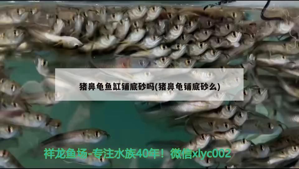 飼料 豬鼻龜魚缸鋪底砂嗎(豬鼻龜鋪底砂么) 豬鼻龜百科 豬鼻龜魚缸鋪底砂嗎(豬鼻龜鋪底砂么) 豬鼻龜魚缸鋪底砂嗎(豬鼻龜鋪底砂么) 豬鼻龜百科