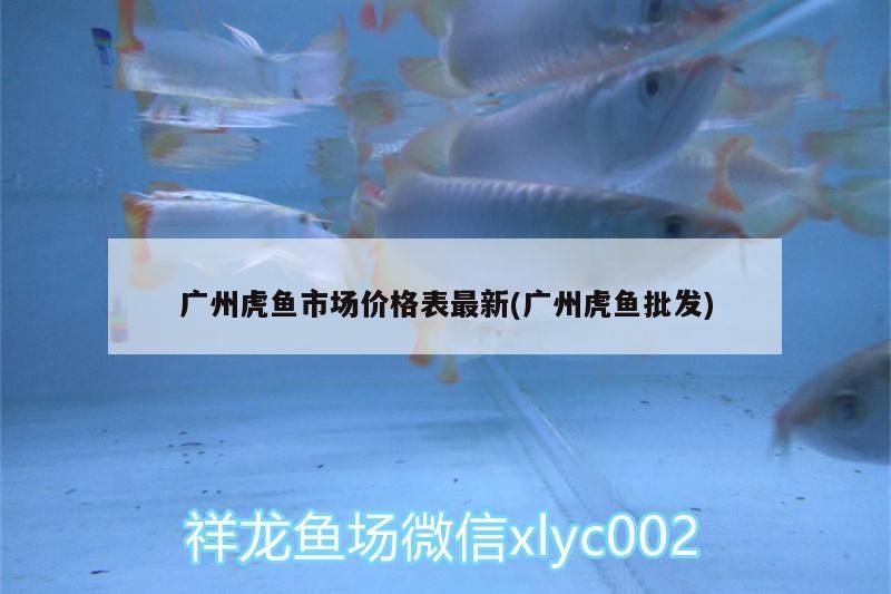 廣州虎魚市場價格表最新(廣州虎魚批發(fā))