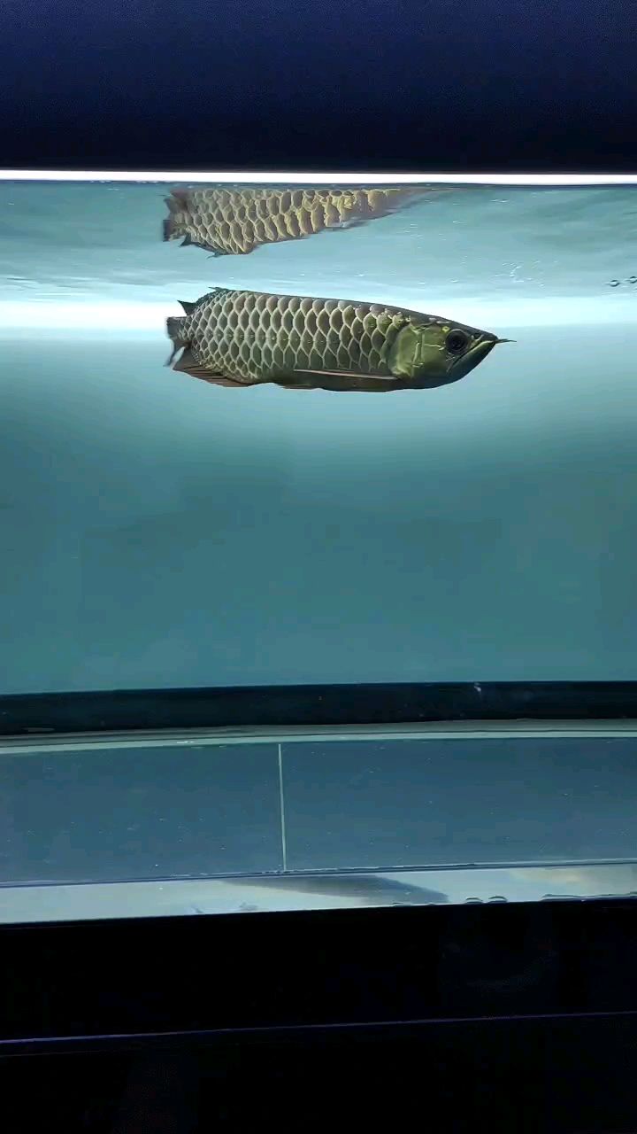 戰損版金龍，鰭尾開始長出來