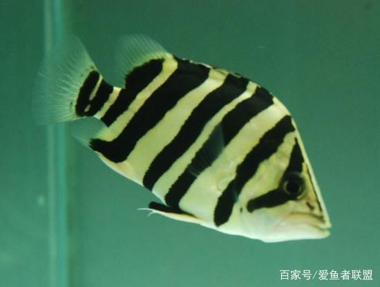 四紋虎魚混養伴侶選擇指南，四紋虎魚混養風水寓意，四紋虎魚混養風水寓意寓意 四紋虎魚混養伴侶選擇指南，四紋虎魚混養風水寓意，四紋虎魚混養風水寓意寓意 虎魚百科 第2張