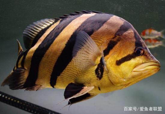 四紋虎魚混養伴侶選擇指南，四紋虎魚混養風水寓意，四紋虎魚混養風水寓意寓意 四紋虎魚混養伴侶選擇指南，四紋虎魚混養風水寓意，四紋虎魚混養風水寓意寓意 虎魚百科 第3張