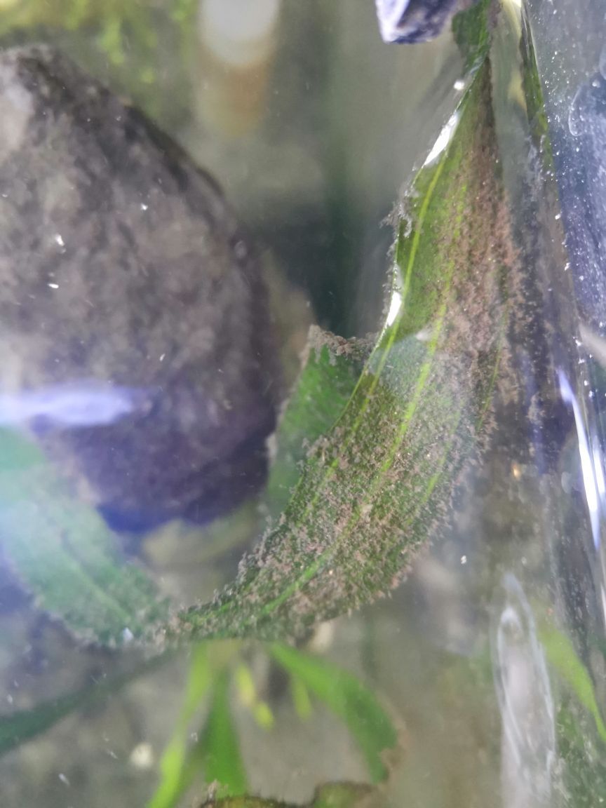 新鄉(xiāng)觀賞魚群有哪些品種圖片（新鄉(xiāng)觀賞魚群有哪些品種圖片大全）