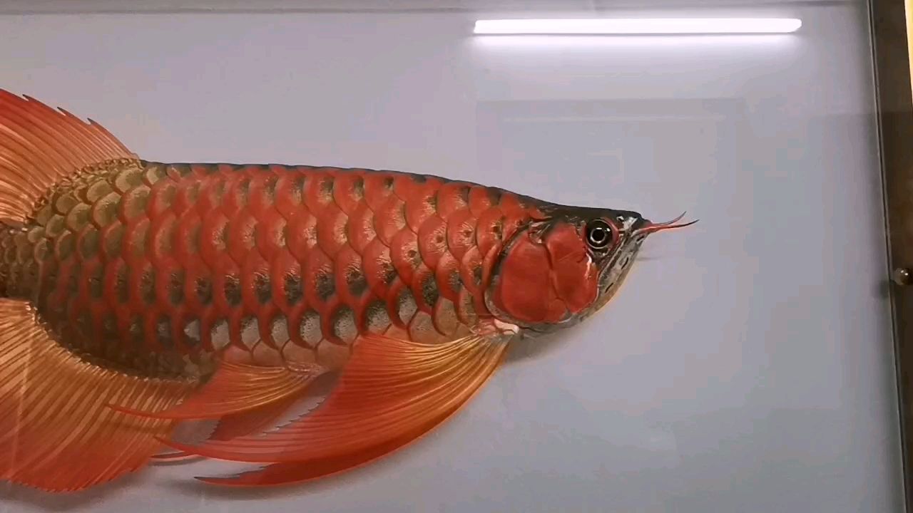原創《鳳凰紅龍魚f2仿真立體模型》