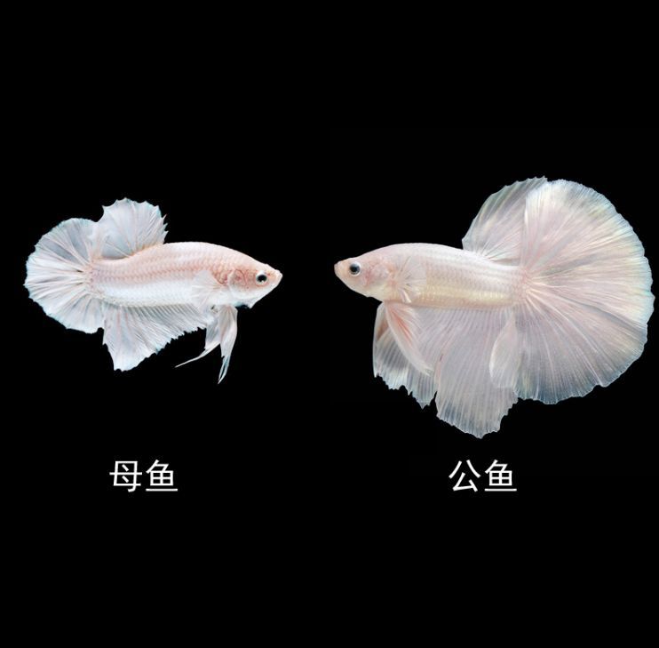 純白觀賞魚是什么品種的魚（全身白色觀賞魚有哪些種類？） 純白觀賞魚是什么品種的魚（全身白色觀賞魚有哪些種類？） 武吉美拉金龍魚 第1張