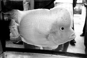 純白觀賞魚是什么品種的魚（全身白色觀賞魚有哪些種類？） 純白觀賞魚是什么品種的魚（全身白色觀賞魚有哪些種類？） 武吉美拉金龍魚 第3張