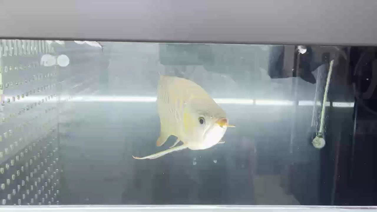 養(yǎng)了一年的紅龍，不見發(fā)色