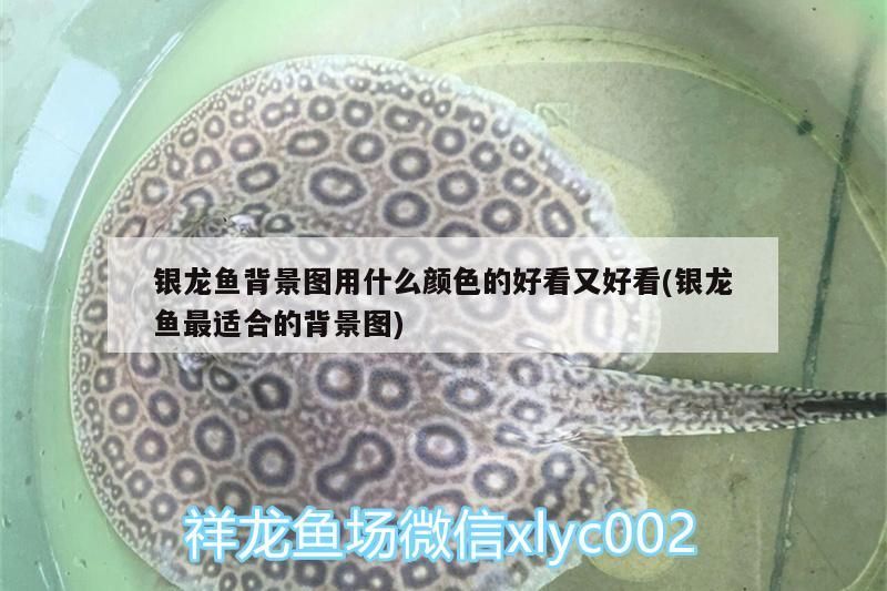 銀龍魚背景圖用什么顏色的好看又好看(銀龍魚最適合的背景圖) 銀龍魚背景圖用什么顏色的好看又好看(銀龍魚最適合的背景圖) 銀龍魚百科