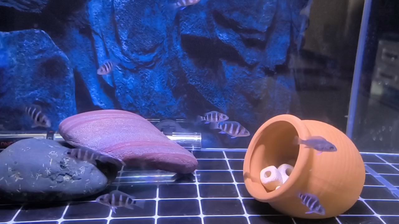 第二窩 第二窩 龍魚論壇
