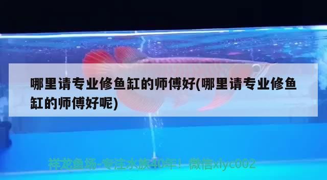 魚缸鋪石子好不好看 魚缸鋪石子好不好看圖片