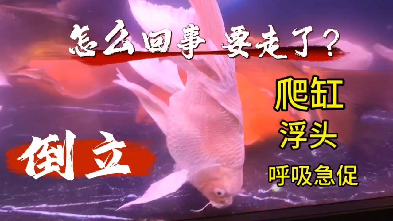 蝴蝶鯉翻肚炸鱗治療
