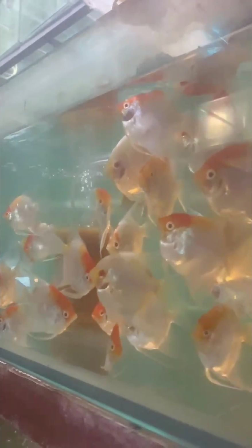 金頭 墨燕??