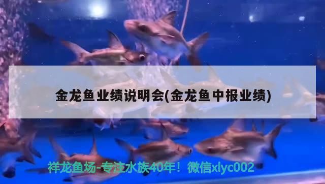 金龍魚業(yè)績說明會(huì)(金龍魚中報(bào)業(yè)績)