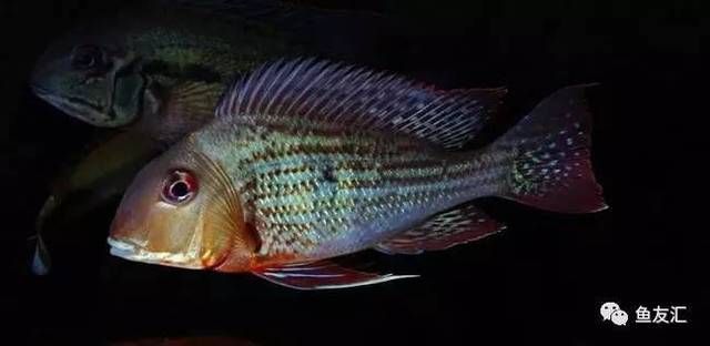 白子關刀魚苗（關于白子關刀魚苗的一些信息） 白子關刀魚苗（關于白子關刀魚苗的一些信息） 一方水族 第1張