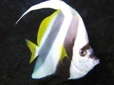 白子關刀魚苗（關于白子關刀魚苗的一些信息） 白子關刀魚苗（關于白子關刀魚苗的一些信息） 一方水族 第3張