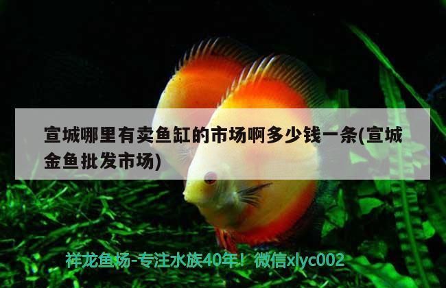 宣城哪里有賣魚缸的市場啊多少錢一條(宣城金魚批發市場)