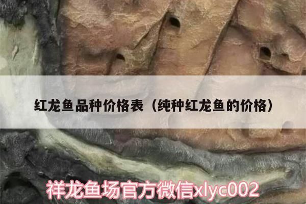 最貴紅龍魚價格 最貴紅龍魚價格 紅龍魚百科 第5張