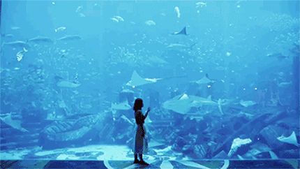 3d水族館動態壁紙2019（3d水族館動態壁紙2019動態壁紙設置教程） 3d水族館動態壁紙2019（3d水族館動態壁紙2019動態壁紙設置教程） 水族館百科（水族館加盟） 第3張