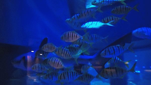 3d水族館動態壁紙2019（3d水族館動態壁紙2019動態壁紙設置教程） 3d水族館動態壁紙2019（3d水族館動態壁紙2019動態壁紙設置教程） 水族館百科（水族館加盟） 第5張