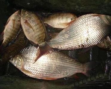 龍魚最小魚缸尺寸是多少：龍魚最小魚缸尺寸，科學養龍，從缸開始