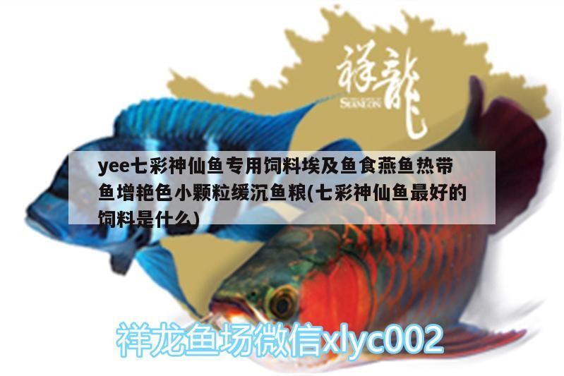 yee七彩神仙魚專用飼料埃及魚食燕魚熱帶魚增艷色小顆粒緩沉魚糧(七彩神仙魚最好的飼料是什么)