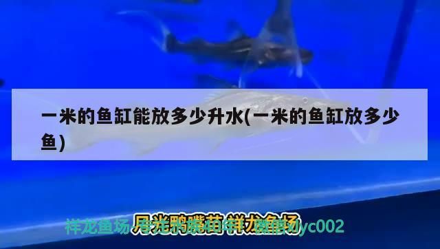 一米的魚缸能放多少升水(一米的魚缸放多少魚) 一米的魚缸能放多少升水(一米的魚缸放多少魚) 錦鯉魚百科
