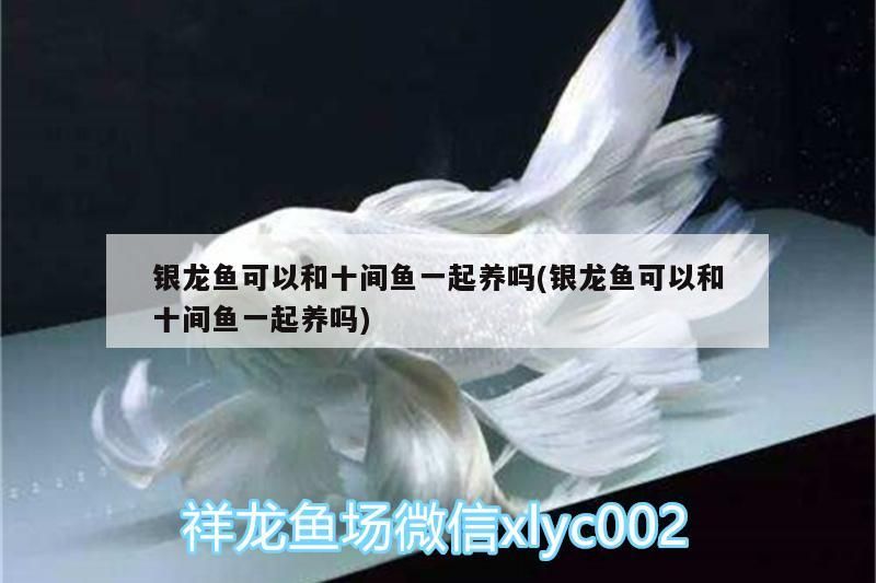 銀龍魚可以和十間魚一起養嗎(銀龍魚可以和十間魚一起養嗎)