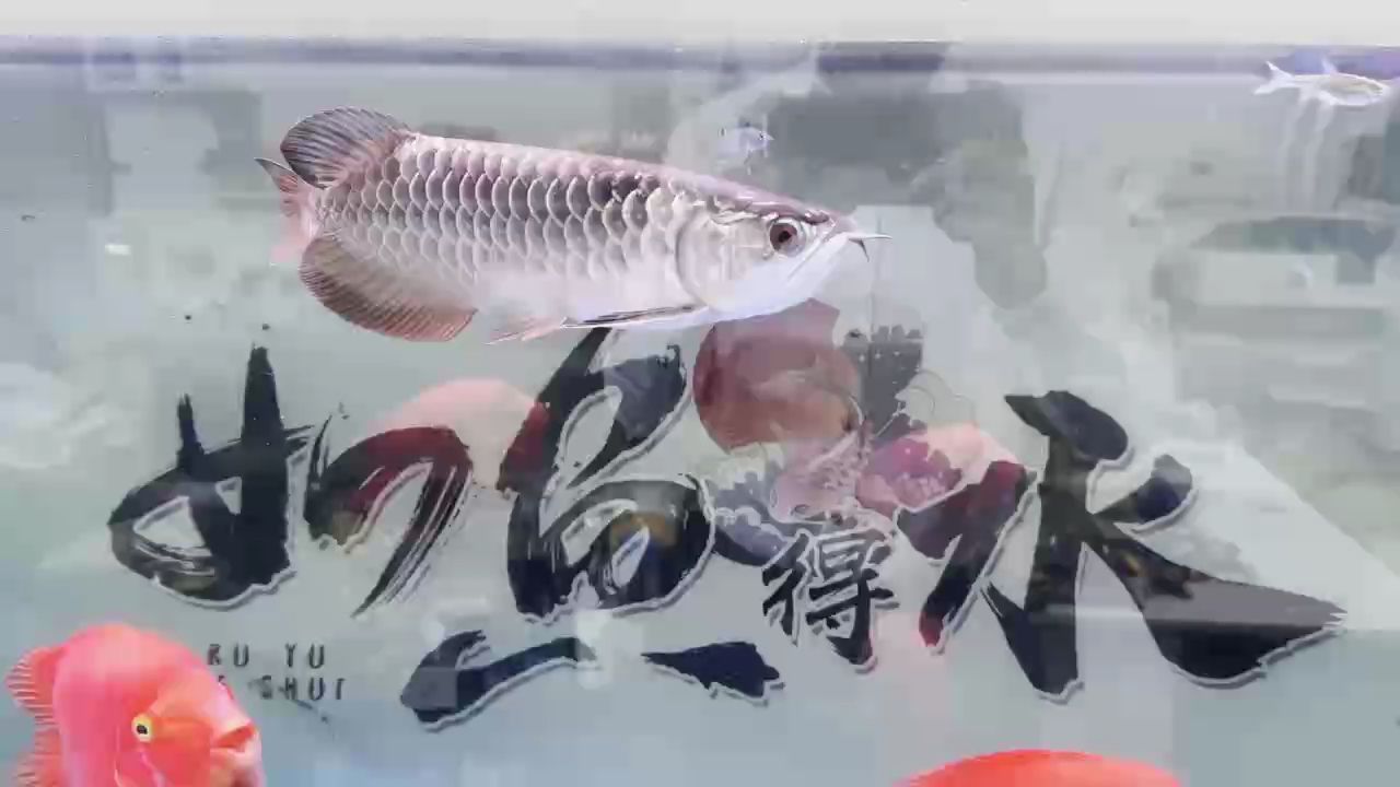 目測32公分的小金龍、
