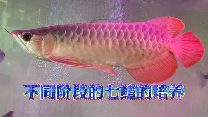 紅龍魚七鰭介紹圖:紅龍魚七鰭介紹圖詳情 紅龍魚百科 第2張 紅龍魚七鰭介紹圖:紅龍魚七鰭介紹圖詳情 紅龍魚七鰭介紹圖:紅龍魚七鰭介紹圖詳情 紅龍魚百科 第2張
