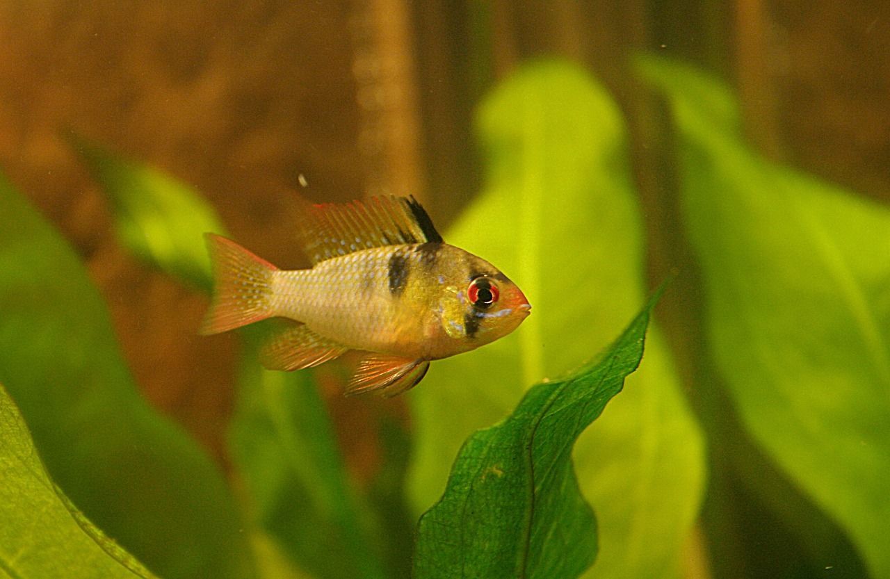 魚缸很難清洗嗎（魚缸洗不干凈）