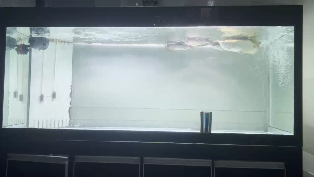 飯后一小時。準時做運動。這造浪會不會有點猛了。35瓦的[cahan]