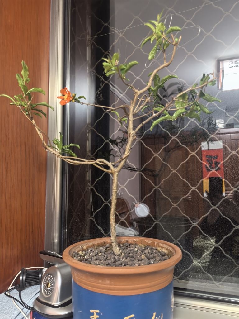 龍魚最佳水溫是多少度：探尋龍魚最佳水溫，守護水中貴族的健康奧秘