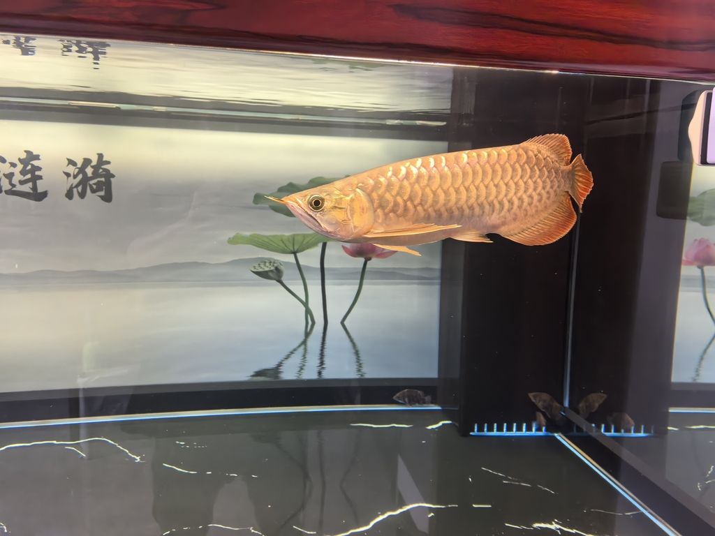 龍魚最佳水溫是多少度：探尋龍魚最佳水溫，守護水中貴族的健康奧秘
