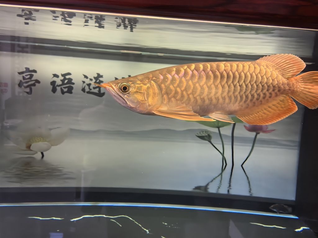 龍魚最佳水溫是多少度：探尋龍魚最佳水溫，守護水中貴族的健康奧秘
