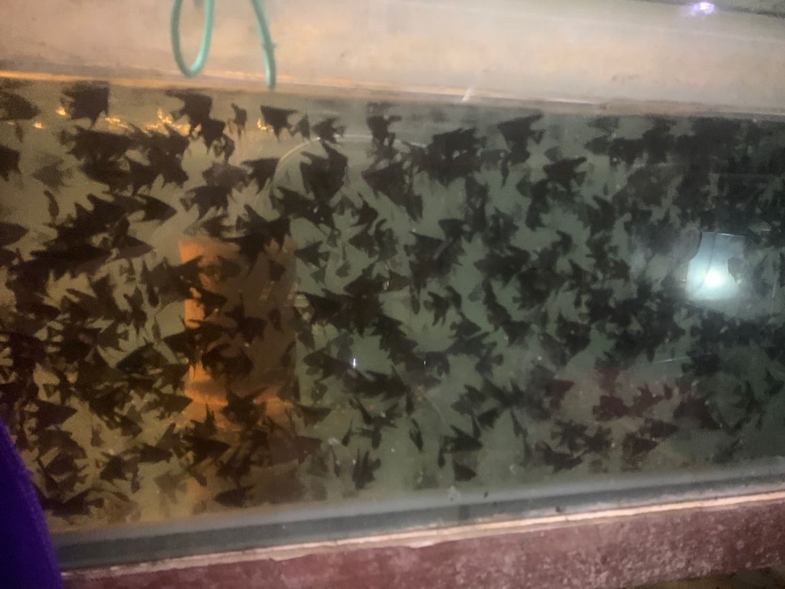 金頭，墨燕源頭，自己出魚。 從事行業(yè) 30余載??誠(chéng)信批發(fā)，以魚會(huì)友。 有意者私。
