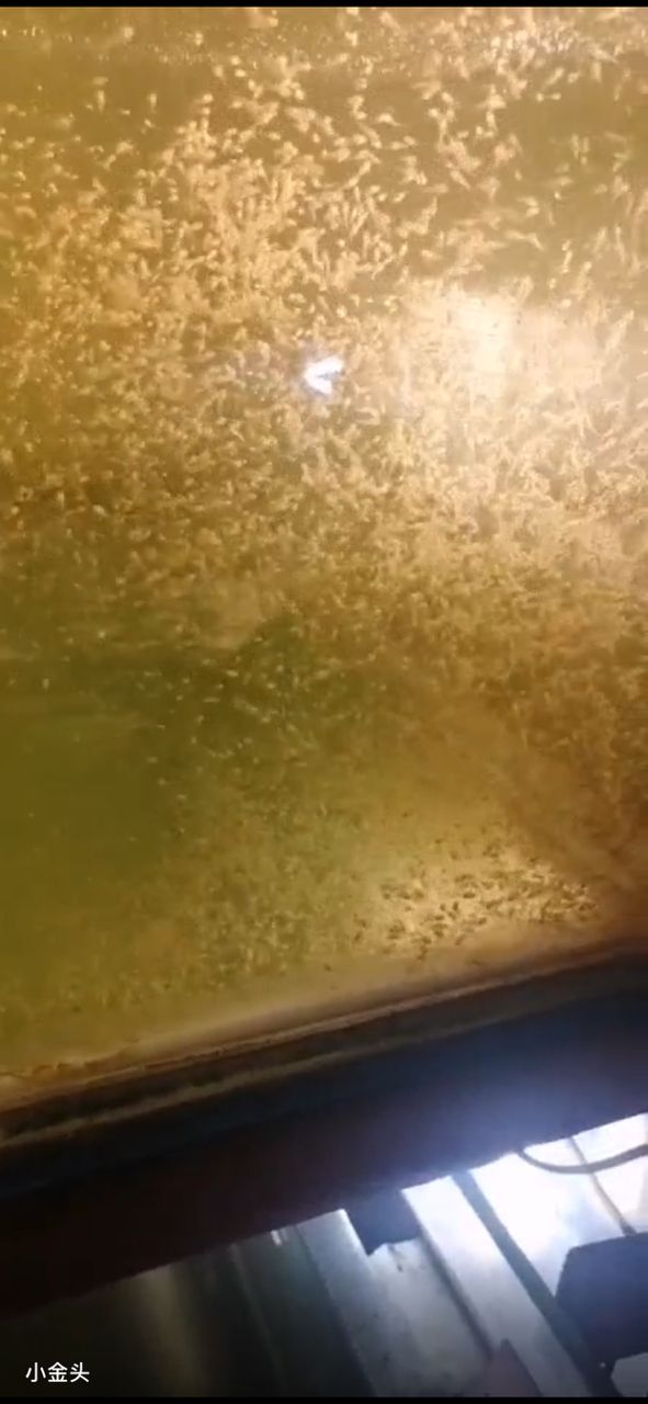 金頭，墨燕源頭，自己出魚。 從事行業(yè) 30余載??誠(chéng)信批發(fā)，以魚會(huì)友。 有意者私。