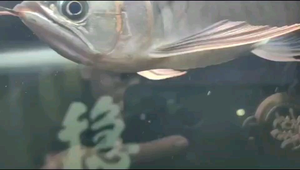 小紅龍打卡