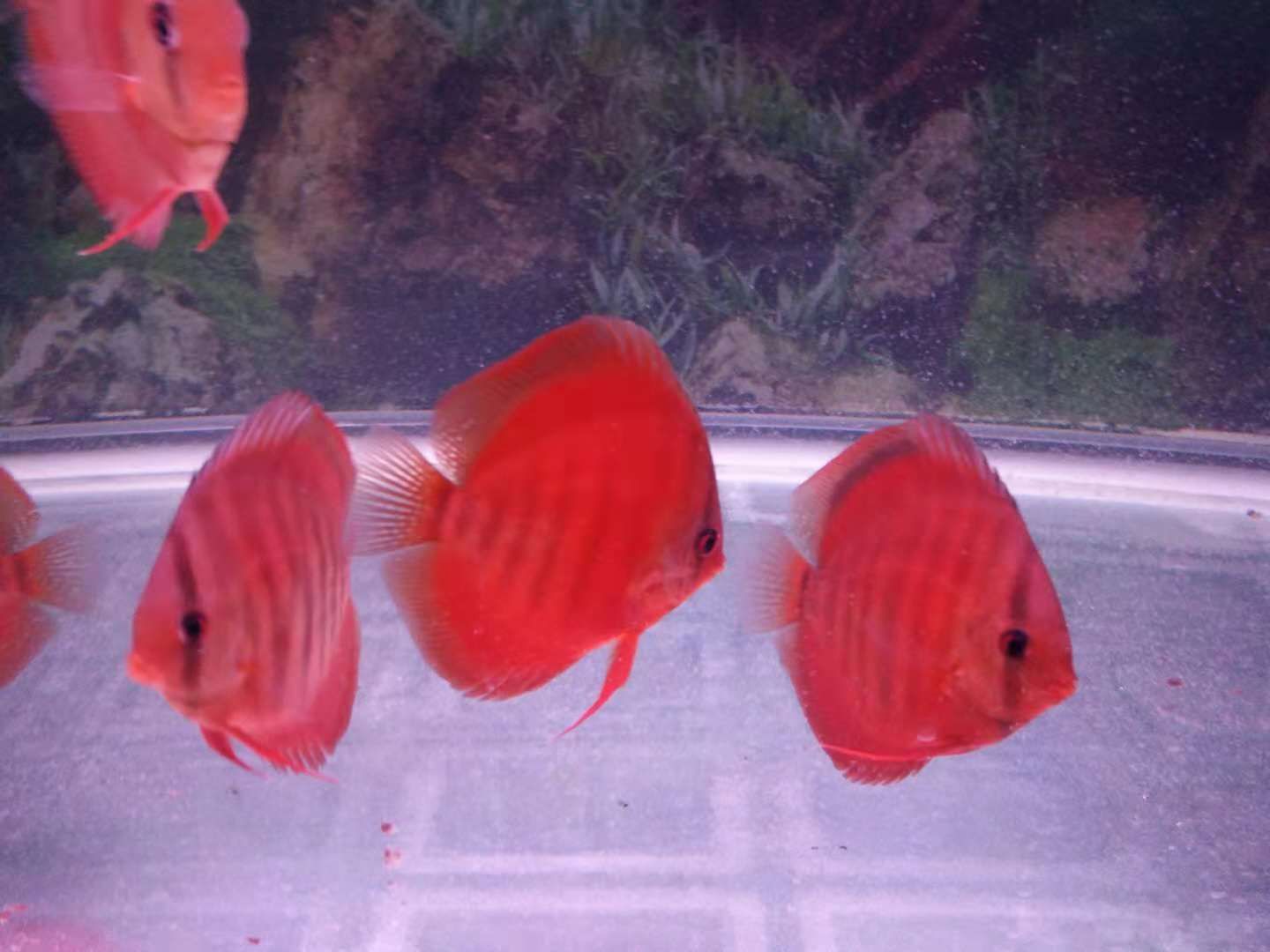 龍魚最貴的多少錢一條：探尋龍魚價格之巔，最貴龍魚背后的奧秘與價值