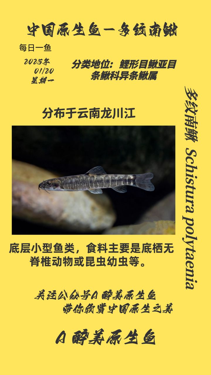 多紋南鰍