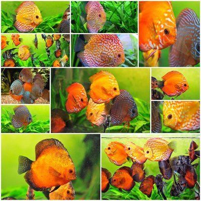 成群游的觀賞魚有哪些種類（成群游的觀賞魚有哪些？）