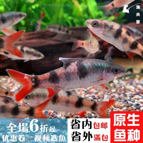 成群游的觀賞魚有哪些種類（成群游的觀賞魚有哪些？）